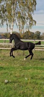 Charismatisch groot gitzwart hengstveulen - top karakter!, Dieren en Toebehoren, Paarden, Gechipt, Dressuurpaard, 0 tot 2 jaar