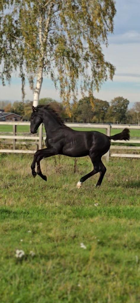 Charismatisch groot gitzwart hengstveulen - top karakter!, Dieren en Toebehoren, Paarden, Hengst, Onbeleerd, 170 tot 175 cm, 0 tot 2 jaar