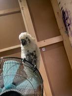 Witte kakatoe mannetje, Dieren en Toebehoren, Vogels | Parkieten en Papegaaien, Mannelijk, Parkiet