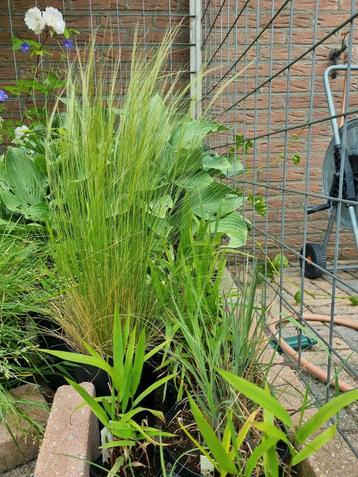 Diverse siergrassen oa Stipa Ponytails, Carex beschikbaar voor biedingen