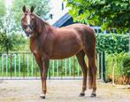 D pony New Forest merrie, Merrie, Gechipt, L, 11 jaar of ouder
