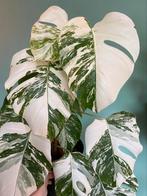 Topkwaliteit witte Monstera Albo Variegata stekken / mint, Ophalen, Overige soorten, Minder dan 100 cm