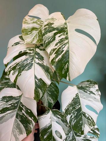 Topkwaliteit witte Monstera Albo Variegata stekken / mint beschikbaar voor biedingen