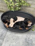 Langharige dwergteckel pups, Dieren en Toebehoren, Parvo, 8 tot 15 weken, Dwerg, Langhaar