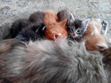 Maine coon kittens met stamboom beschikbaar voor biedingen