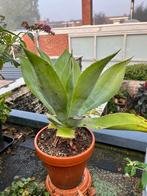 Grote (lijkt op) Agave Attenuata, in stenen pot, Ophalen, Bloeit niet, Overige soorten, Volle zon