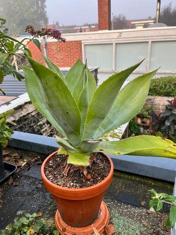 Grote (lijkt op) Agave Attenuata, in stenen pot beschikbaar voor biedingen