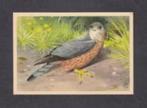 Roofvogel Smelleken (5)., Ophalen of Verzenden, 1960 tot 1980, Vogel