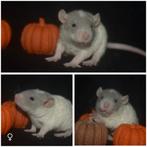 Ratjes, ratten,rittens, Dieren en Toebehoren, Knaagdieren, Rat, Meerdere dieren, Tam, September
