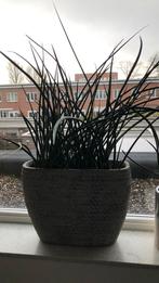 Grote pot met plant, Ophalen of Verzenden, Halfschaduw, Minder dan 100 cm