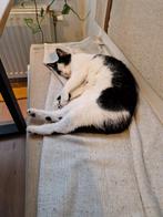 Kat- 4 jaar - zwart wit - gecastreerd, Dieren en Toebehoren, Katten en Kittens | Overige Katten, Kater, Kortharig, 3 tot 5 jaar