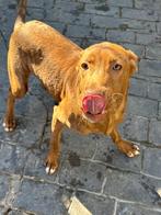 ACE: Polux, voor wie graag wat leven in huis heeft!, Dieren en Toebehoren, Honden | Niet-rashonden, Particulier, 15 weken tot 1 jaar