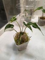 Alocasia Bambino Pink TC, Huis en Inrichting, Kamerplanten, Ophalen of Verzenden, Halfschaduw, Minder dan 100 cm