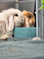 2 Dwerg hangoor konijnen met paspoort en ingeent, Dieren en Toebehoren, Konijnen, Mannelijk, Dwerg, Hangoor
