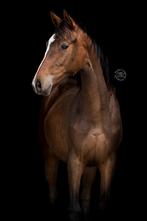 Mooie jaarling merrie met veel beweging!, Dieren en Toebehoren, Paarden, Merrie, Minder dan 160 cm, Gechipt, Dressuurpaard