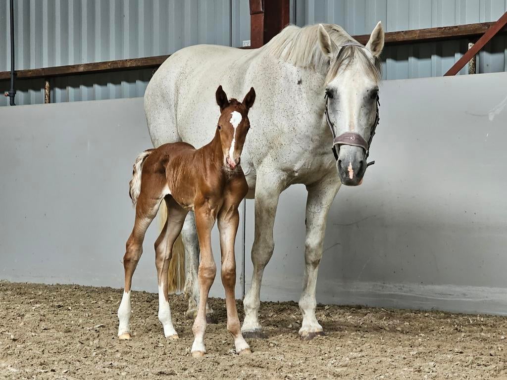 Ster, voorlopig keur/ prok merrie, Dieren en Toebehoren, Paarden, Merrie, Niet van toepassing, 170 tot 175 cm, 11 jaar of ouder