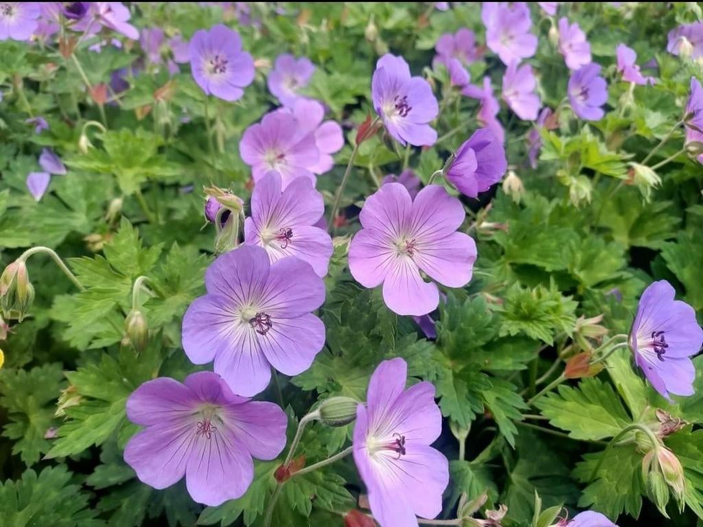 Geranium rozanne langs bloeiende, Tuin en Terras, Planten | Tuinplanten, Ophalen of Verzenden, Overige soorten, Volle zon