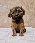 Prachtige boomer x dwerg poedel pups, Nederland, CDV (hondenziekte), 8 tot 15 weken, Meerdere
