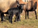 Maasduinen x zwartbles lammetjes / ruischapen, Mannelijk, Schaap