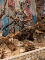 Kleur muisjes tekoop mannetjes en vrouwtjes., Dieren en Toebehoren, Knaagdieren, Muis, December, Meerdere dieren, Tam