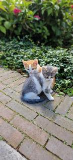 Mooie lieve kittens van de boerderij nog 3, Dieren en Toebehoren, Katten en Kittens | Overige Katten, Kater