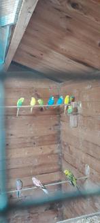 Grasparkieten, bourkes, Dieren en Toebehoren