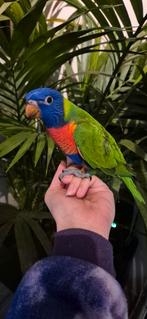Lori van de blauwe bergen, Dieren en Toebehoren, Vogels | Parkieten en Papegaaien, Geslacht onbekend, Papegaai, Geringd