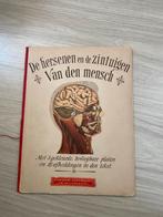 De Hersenen en de Zintuigen van den Mensch - Oud Boek, Antiek en Kunst, Ophalen of Verzenden