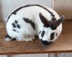 Kleine blauwe lotharinger ram 2 jaar oud, Dieren en Toebehoren, Mannelijk, Middelgroot, 0 tot 2 jaar