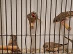 Koppel bandvinken, Dieren en Toebehoren, Vogels | Overige Vogels, Meerdere dieren, Tropenvogel, Geringd