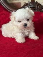 Maltezer pupjes, Dieren en Toebehoren, Honden | Chihuahua's en Gezelschapshonden, België, Maltezer, CDV (hondenziekte), 8 tot 15 weken