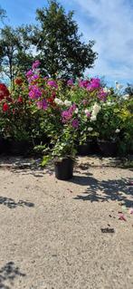 Lagerstroemia in soorten, Ophalen, Zomer, Overige soorten, Volle zon