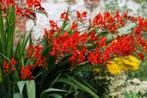 Crocosmia 7 populaire soorten |Prachtige zomerbloeiers, Overige soorten, Volle zon, Vaste plant, Ophalen of Verzenden
