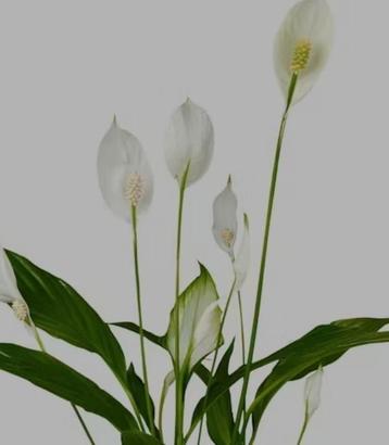 Lepelplant kamerplant beschikbaar voor biedingen