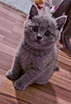 Nog 1 raszuiver Britse korthaar katertje beschikbaar, Dieren en Toebehoren, Katten en Kittens | Raskatten | Korthaar, Meerdere dieren