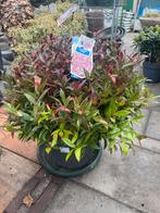 Leucothoe Zeblid - Prachtige wintergroene heester, Tuin en Terras, Overige soorten, Vaste plant, Ophalen of Verzenden, Halfschaduw