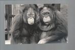 2789 Oude kaart dierentuin waar? apen aap orang oetan, Verzamelen, Ansichtkaarten | Dieren, Wild dier, Ongelopen, Verzenden