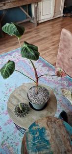 Philodendron El Choco red, Huis en Inrichting, Kamerplanten, Ophalen