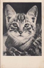 Poes  Kat. Fraaie oude Z/W. Poezen ongelopen Ansichtkaart, Verzamelen, Ansichtkaarten | Dieren, Ophalen of Verzenden, 1920 tot 1940