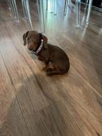 Kortharige dwergteckel choco teefje, Dieren en Toebehoren, Honden | Teckels en Dashonden, 8 tot 15 weken, Korthaar, Teef, Dwerg