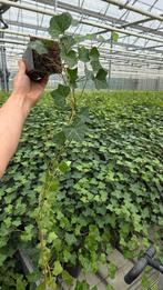 Hedera Hibernica - klimop - lange rank - Spotgoedkoop, Tuin en Terras, Planten | Struiken en Hagen, Ophalen of Verzenden, Overige soorten