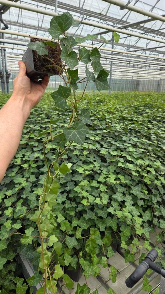 Hedera Hibernica - klimop - lange rank - Spotgoedkoop, Tuin en Terras, Planten | Struiken en Hagen, Haag, Overige soorten, 100 tot 250 cm