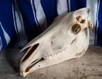 Paardenschedel professioneel geprepareerd, Ophalen of Verzenden, Zo goed als nieuw