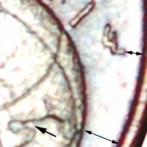 Ⰿ OAK (2002-2025): GERMANY 1 CENT 2002A  DIES A I PUBLISHED!, Ophalen of Verzenden, Duitsland, 1 cent, Losse munt