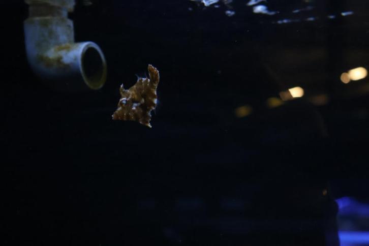 zeegras vijlvis, Dieren en Toebehoren, Vissen | Aquariumvissen, Zoutwatervis, Vis