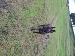 Dekreu hollandse herder, Dieren en Toebehoren, 1 tot 2 jaar, Eén hond, Nederland, Particulier