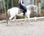 Lieve verzorg pony aangeboden