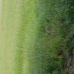 Te koop gras op stam, Dieren en Toebehoren, Dierenvoeding, Ophalen of Verzenden, Vee