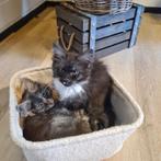Maine Coon kittens, Dieren en Toebehoren, Katten en Kittens | Raskatten | Langhaar, Poes, Gechipt