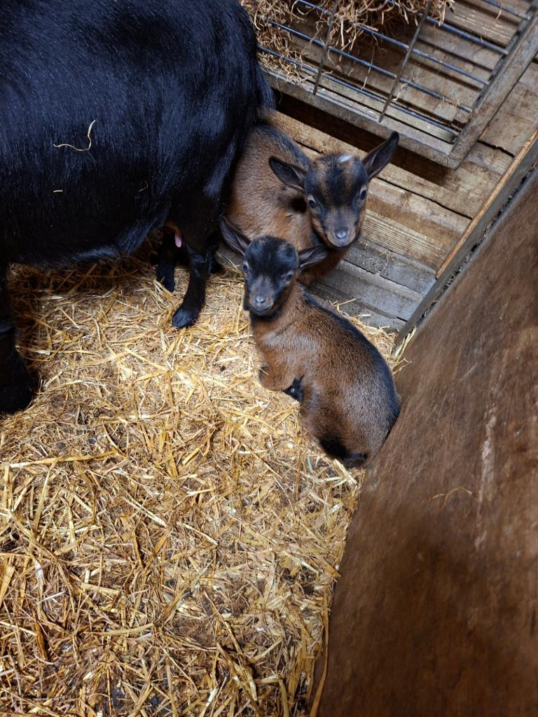 dwerggeitjes, Dieren en Toebehoren, Schapen, Geiten en Varkens, Meerdere dieren, Geit, 0 tot 2 jaar